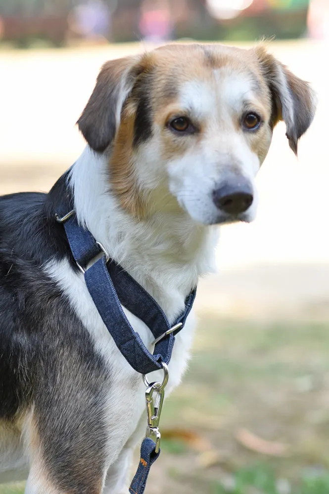 Dark Blue Denim Martingale Collar