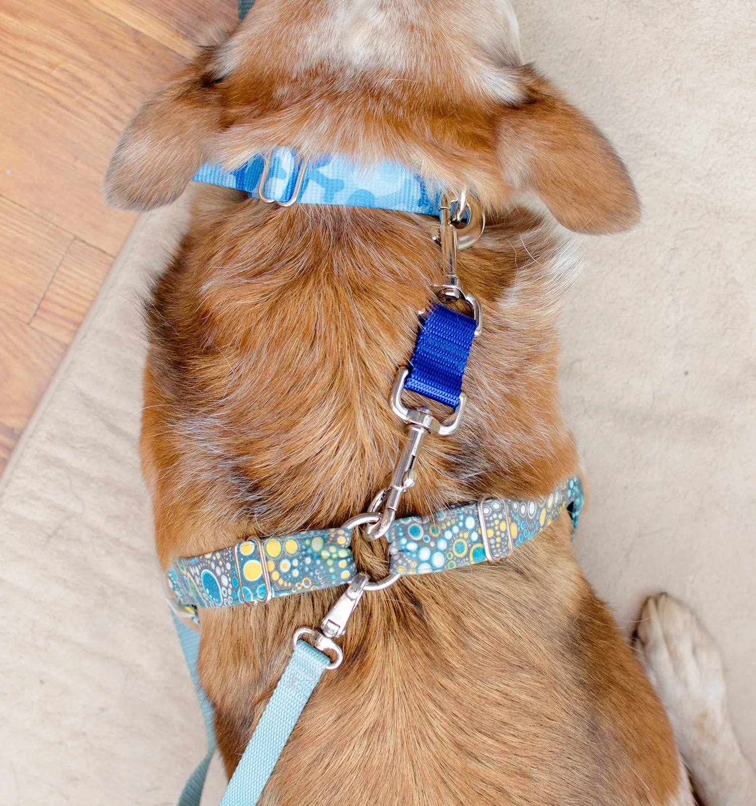 Harness to Collar Safety Clip - Solid colors