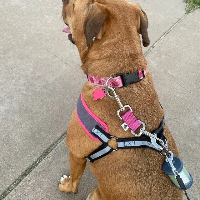 Harness to Collar Safety Clip - Solid colors