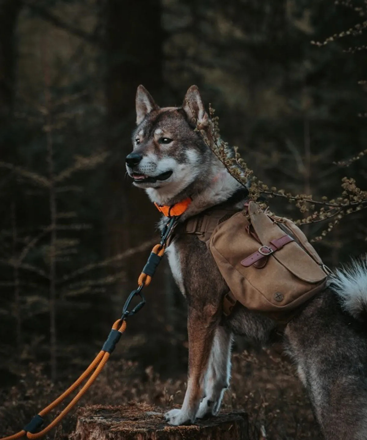 Ranger Pack - Whiskey